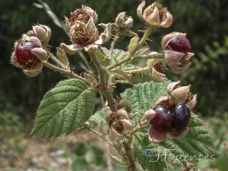 Rubus caesius.08