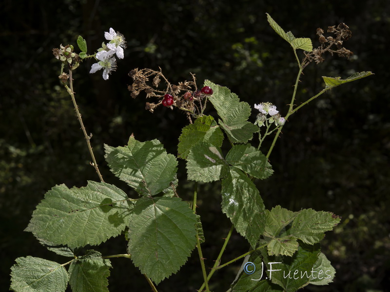 Rubus caesius.13