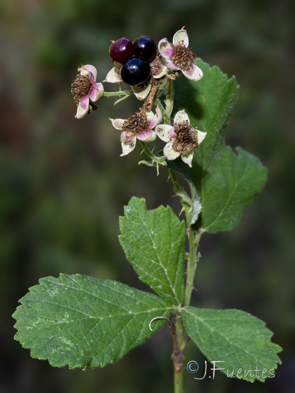 Rubus caesius.08