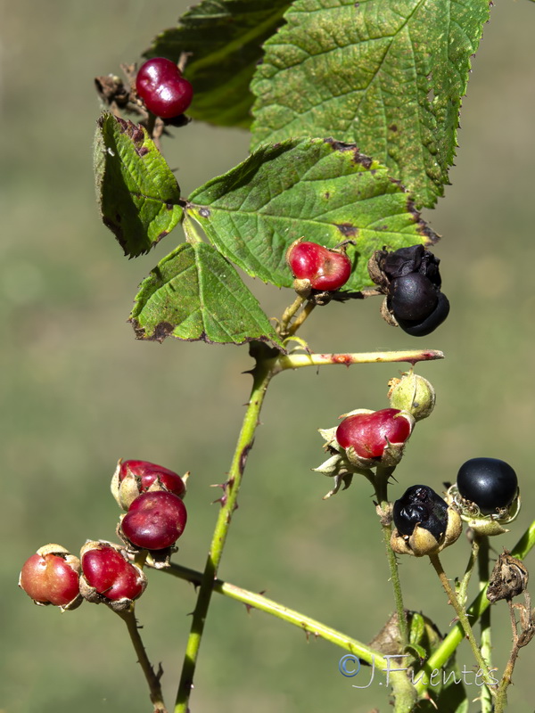 Rubus caesius.16