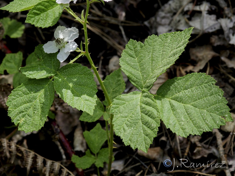 Rubus canescens.01