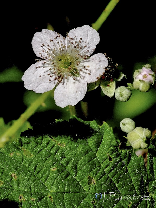 Rubus canescens.03
