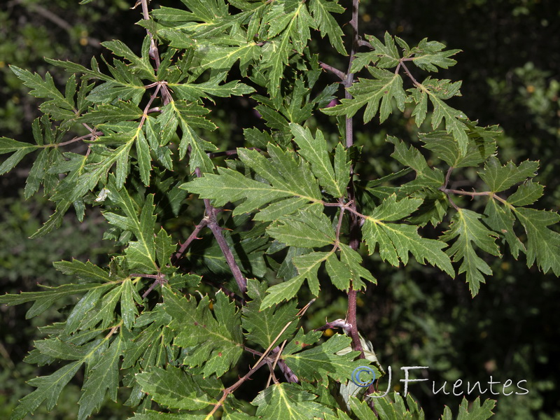 Rubus laciniatus.01