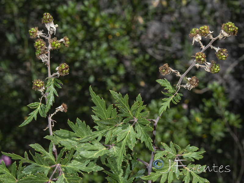 Rubus laciniatus.03