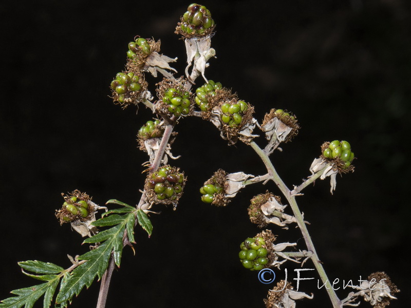 Rubus laciniatus.05