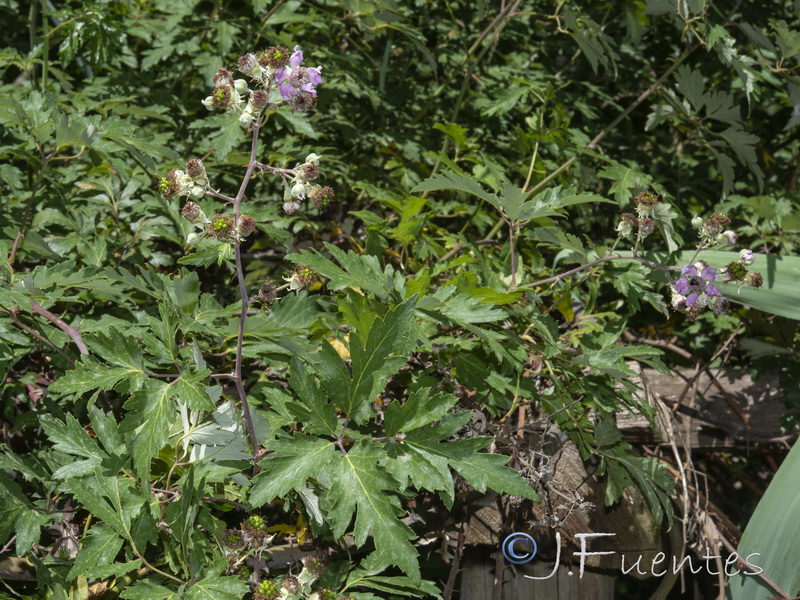 Rubus laciniatus06