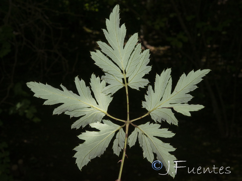 Rubus laciniatus08