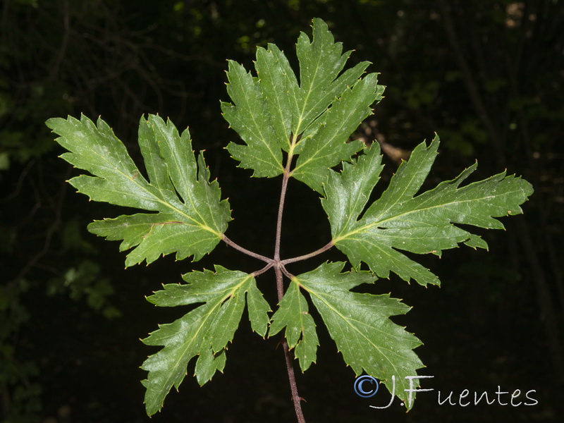 Rubus laciniatus09