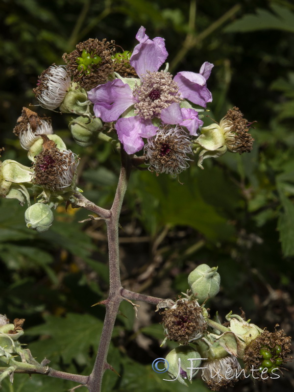 Rubus laciniatus10