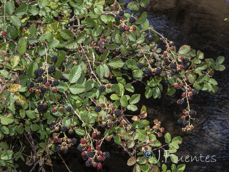 Rubus ulmifolius.01
