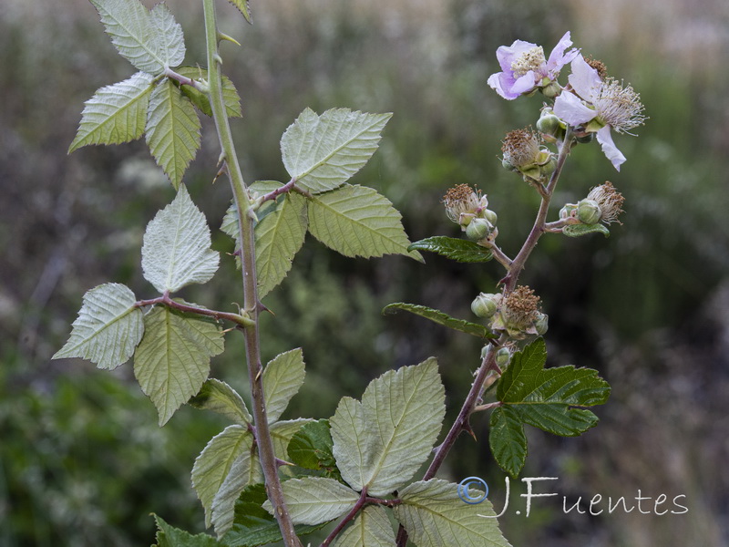 Rubus ulmifolius.02