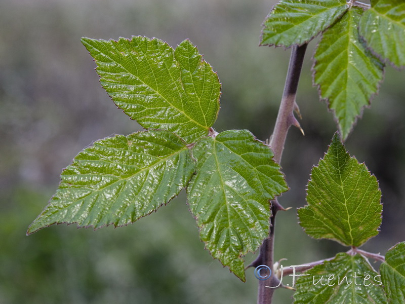 Rubus ulmifolius.04