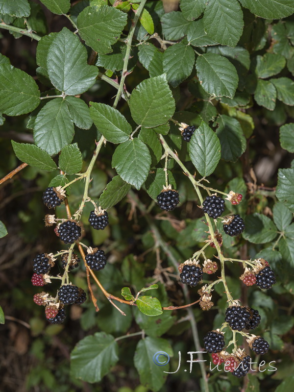 Rubus ulmifolius.06