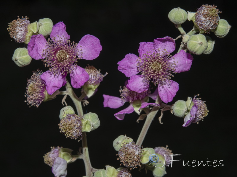 Rubus ulmifolius.08