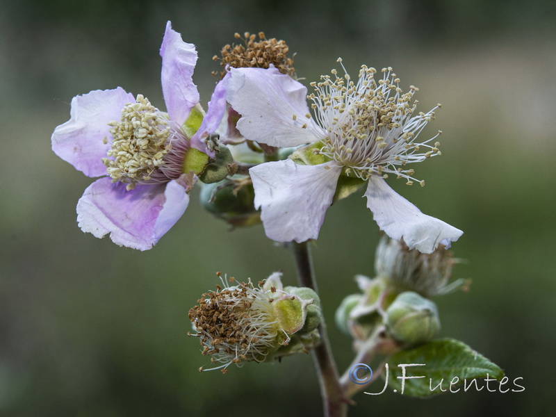 Rubus ulmifolius.09