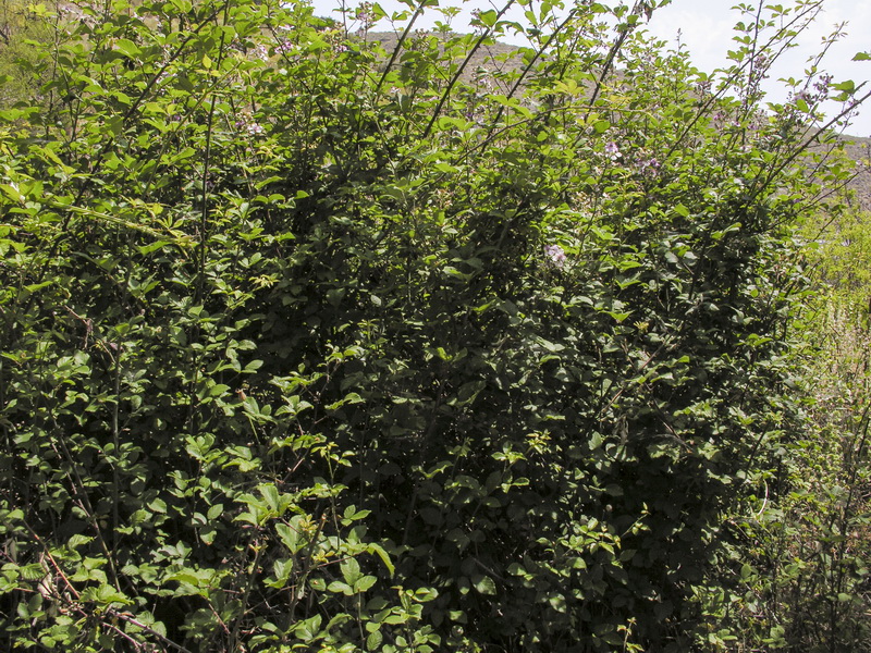 Rubus ulmifolius.10