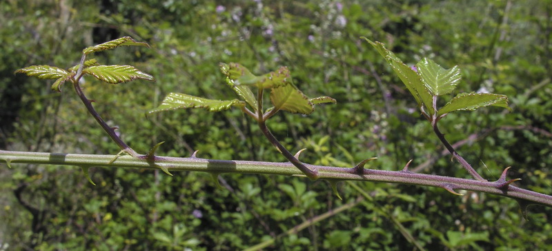 Rubus ulmifolius.13