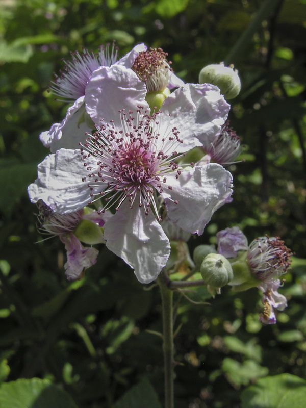 Rubus ulmifolius.16