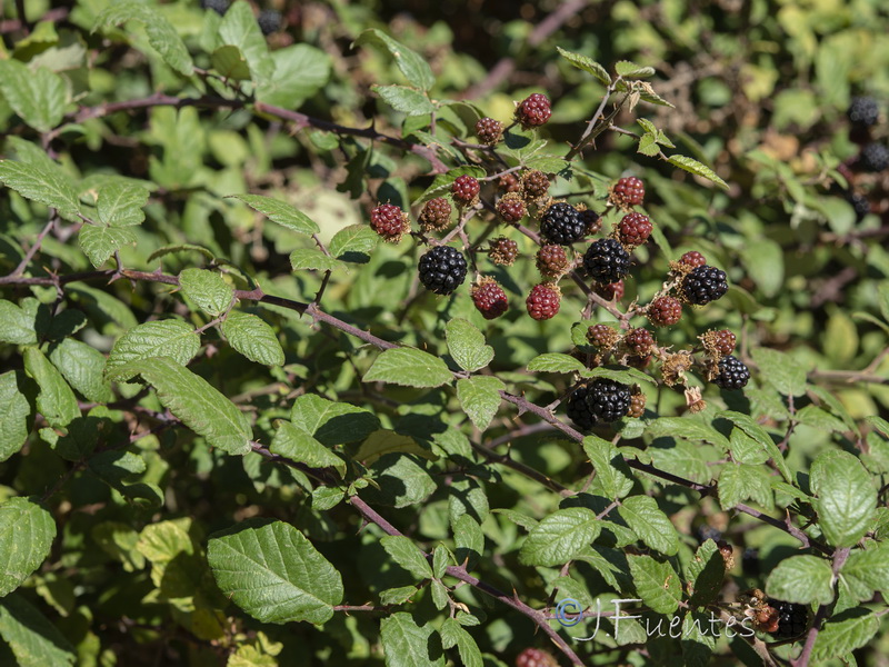 Rubus ulmifolius.17