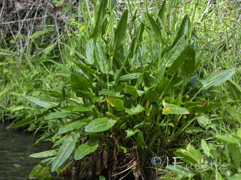Rumex acetosa acetosa.02