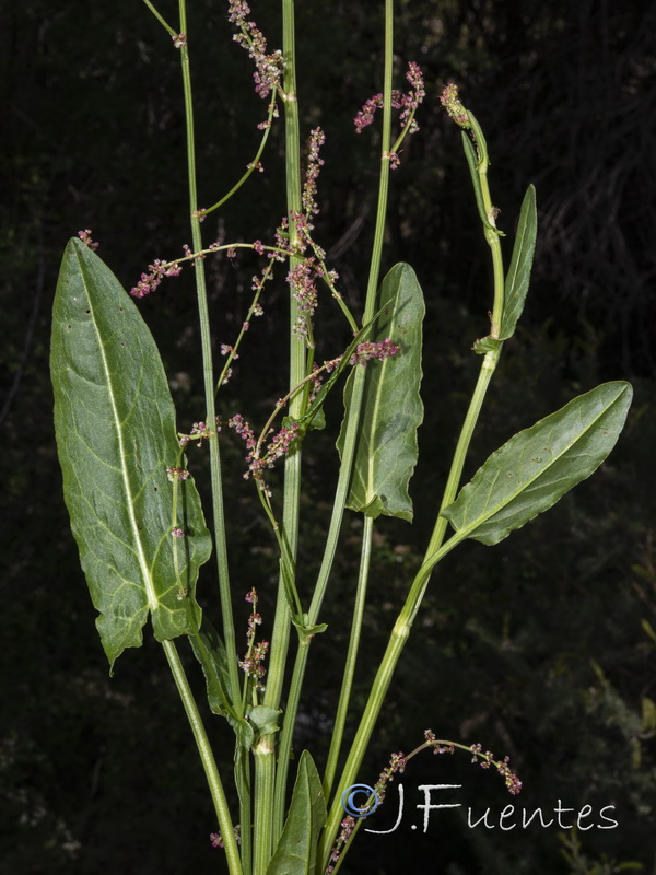 Rumex acetosa acetosa.04