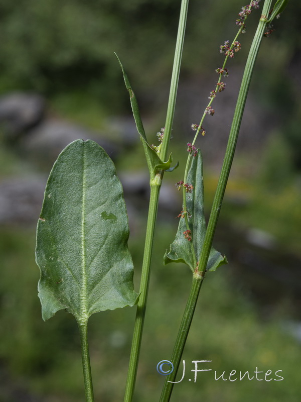 Rumex acetosa acetosa.05