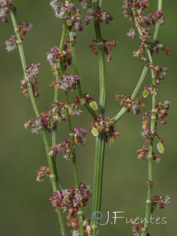 Rumex acetosa acetosa.06