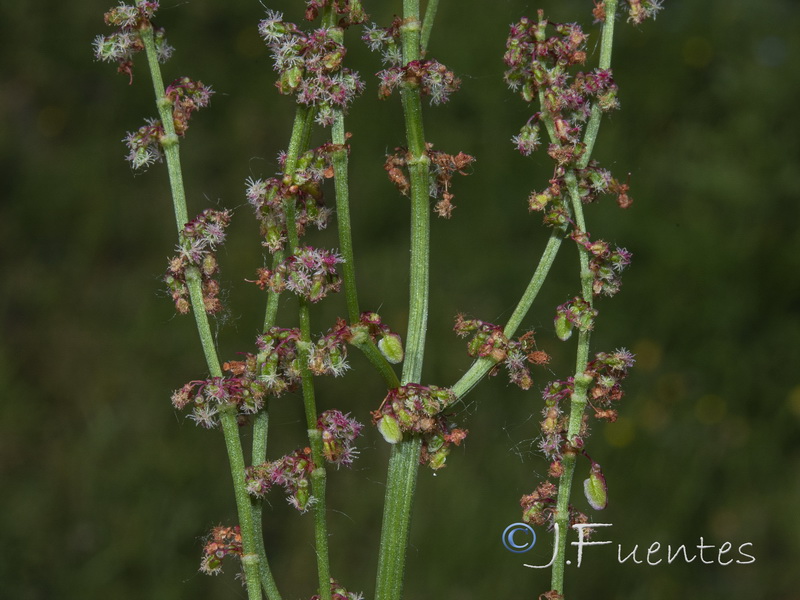 Rumex acetosa acetosa.07