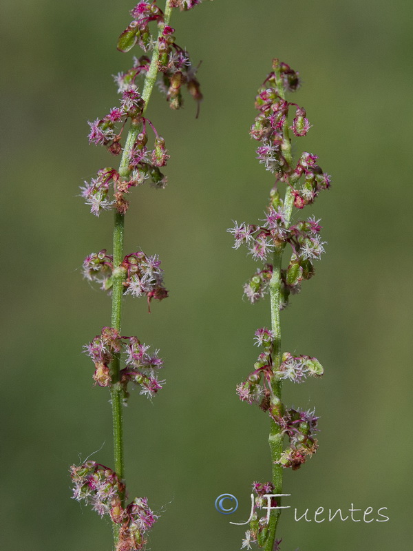 Rumex acetosa acetosa.08