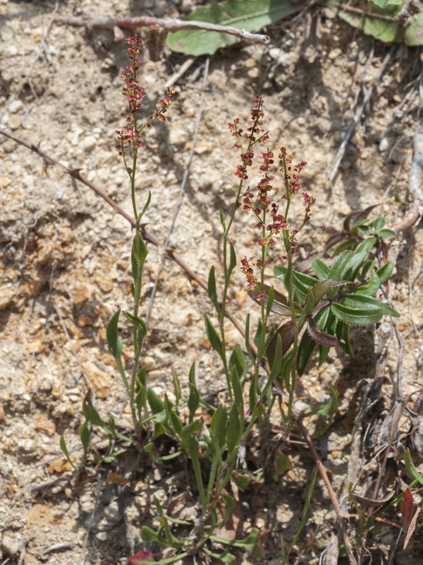 Rumex angiocarpus.01