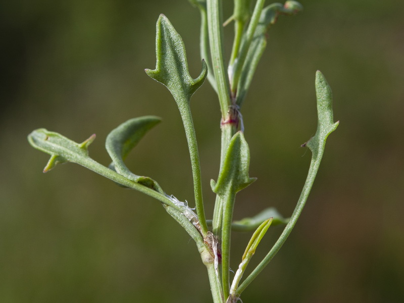 Rumex angiocarpus.03
