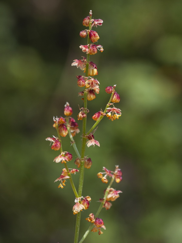 Rumex angiocarpus.06