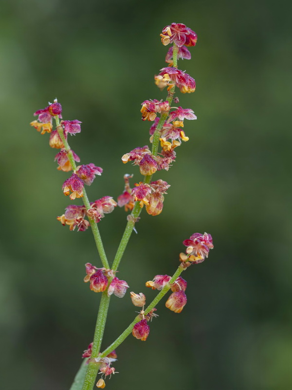 Rumex angiocarpus.07