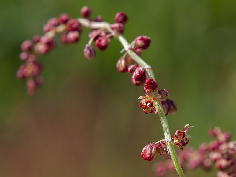 Rumex angiocarpus.08