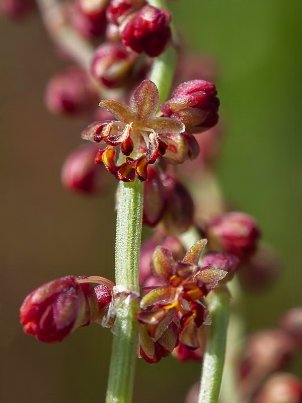 Rumex angiocarpus.11
