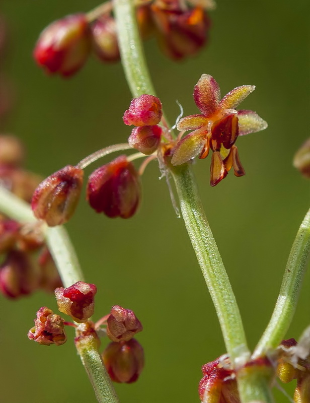 Rumex angiocarpus.12
