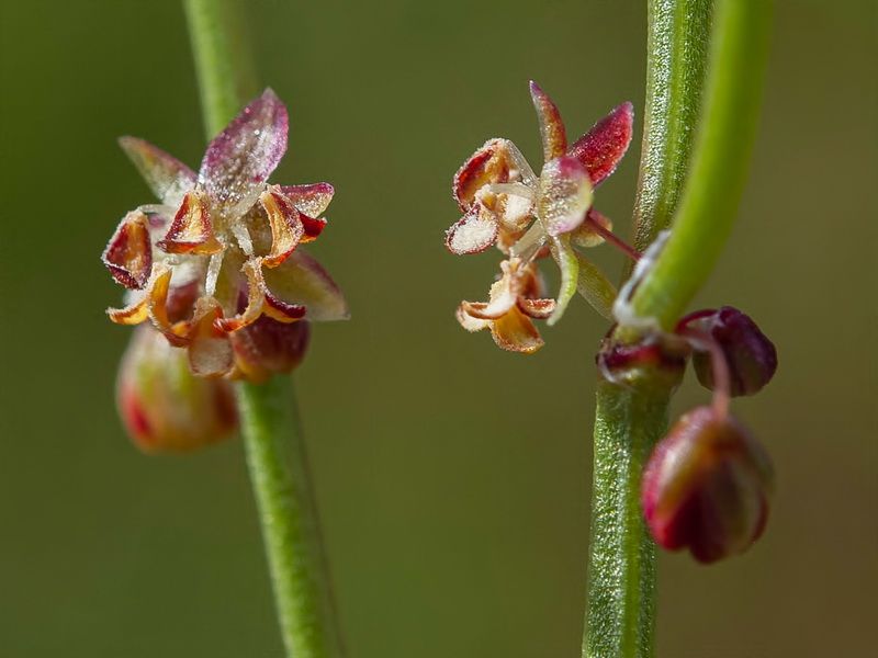 Rumex angiocarpus.13
