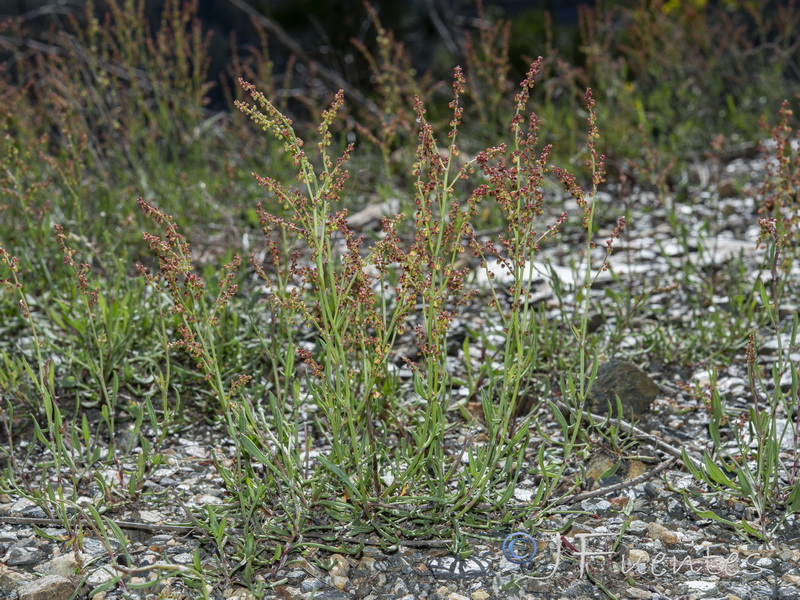 Rumex angiocarpus.14