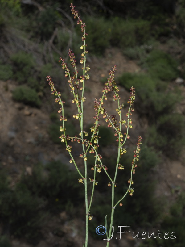 Rumex angiocarpus.05