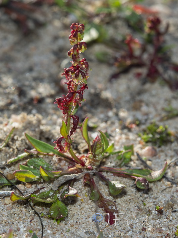 Rumex becephalophorus becephalophorus.02