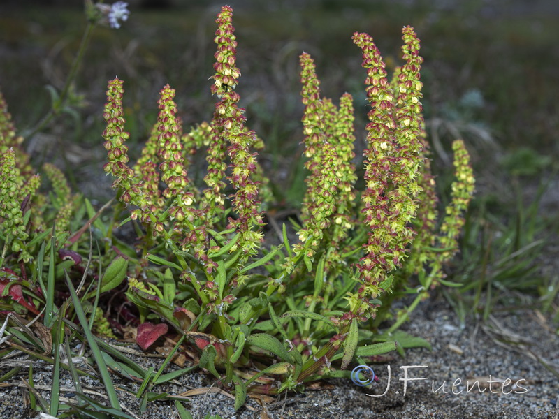 Rumex becephalophorus becephalophorus.07