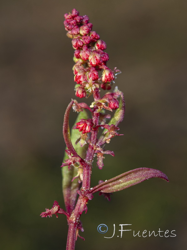 Rumex becephalophorus becephalophorus.08