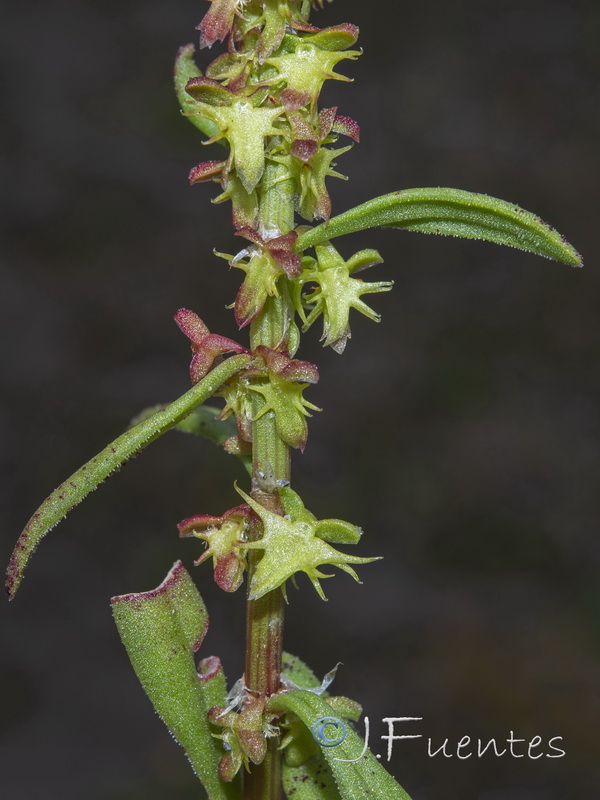 Rumex becephalophorus becephalophorus.09