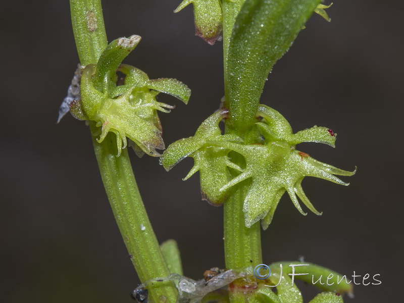 Rumex becephalophorus becephalophorus.10