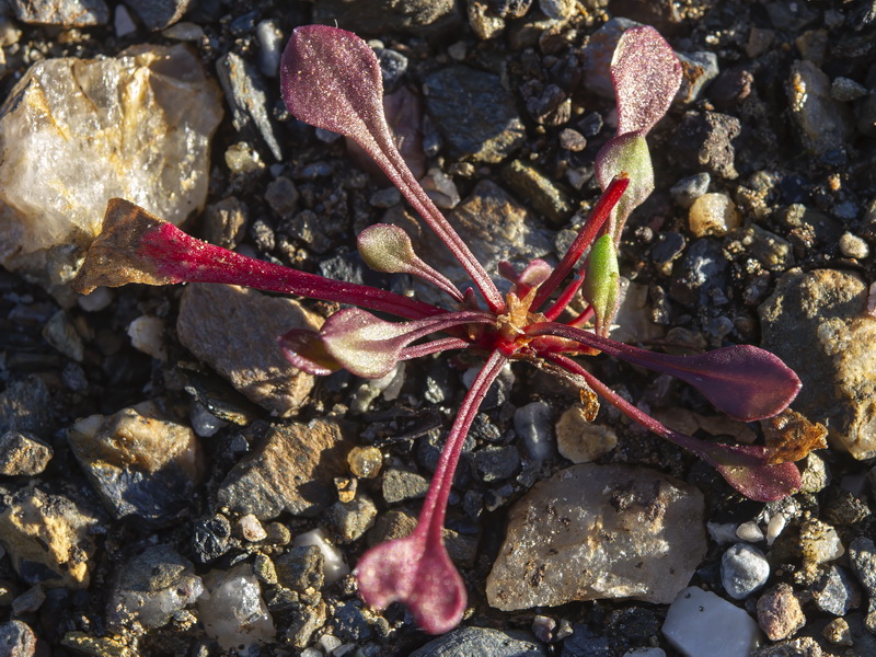 Rumex becephalophorus becephalophorus.11