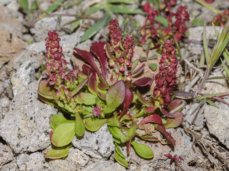 Rumex bucephalophorus gallicus.01