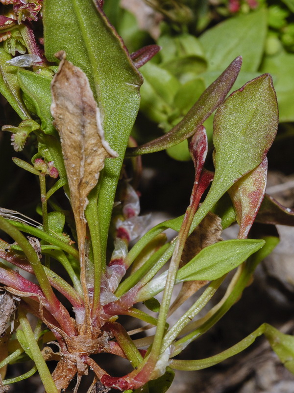 Rumex bucephalophorus gallicus.02