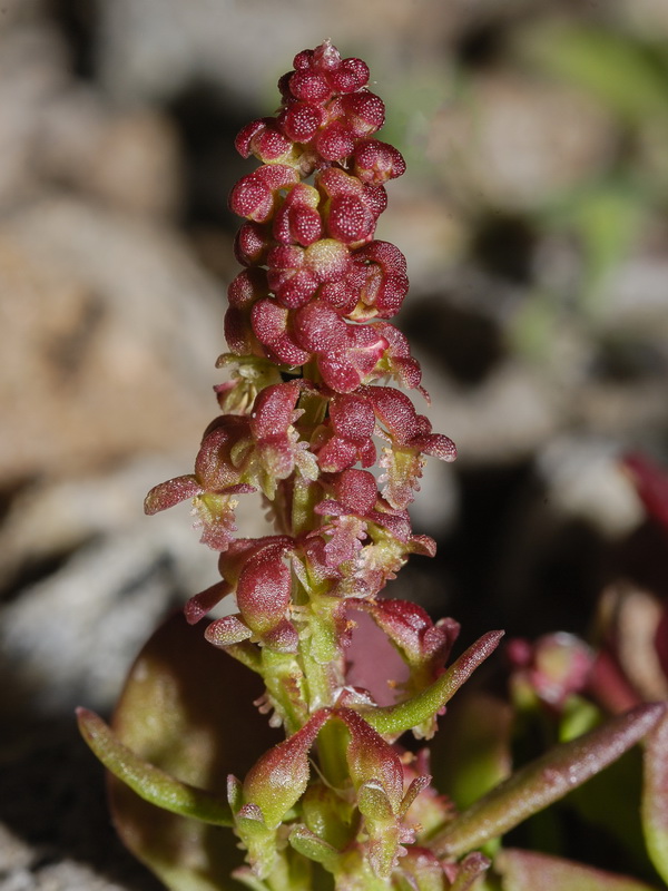 Rumex bucephalophorus gallicus.04