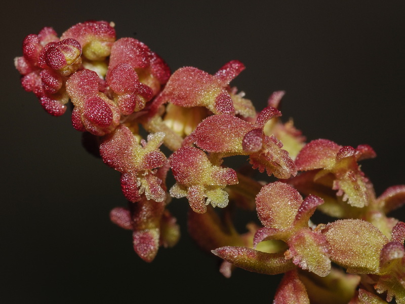 Rumex bucephalophorus gallicus.05