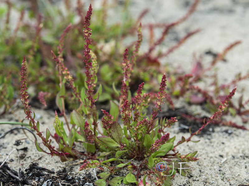 Rumex bucephalophorus gallicus.06